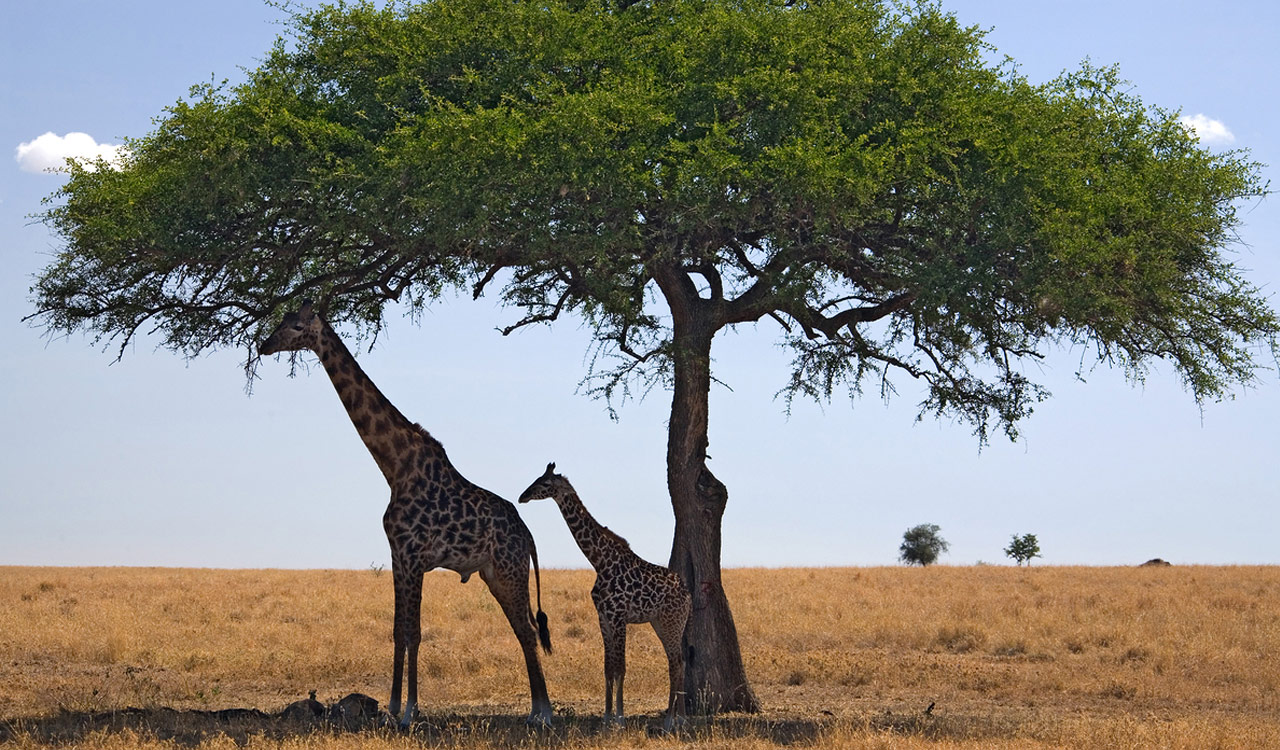 Жираф На Дереве